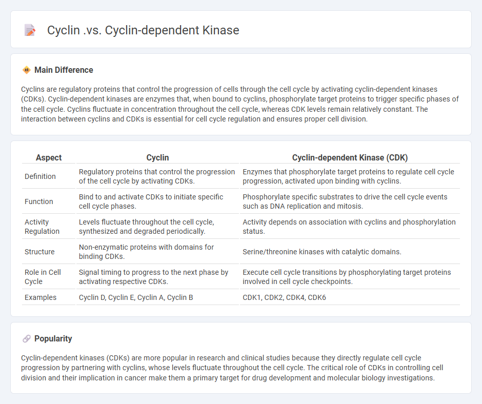 The Difference Between Cyclins vs Cyclin-Dependent Kinases in Cell Cycle Regulation