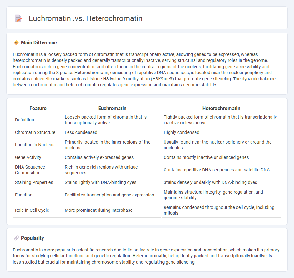 Euchromatin vs Heterochromatin in Biology - Key Differences and Functional Roles