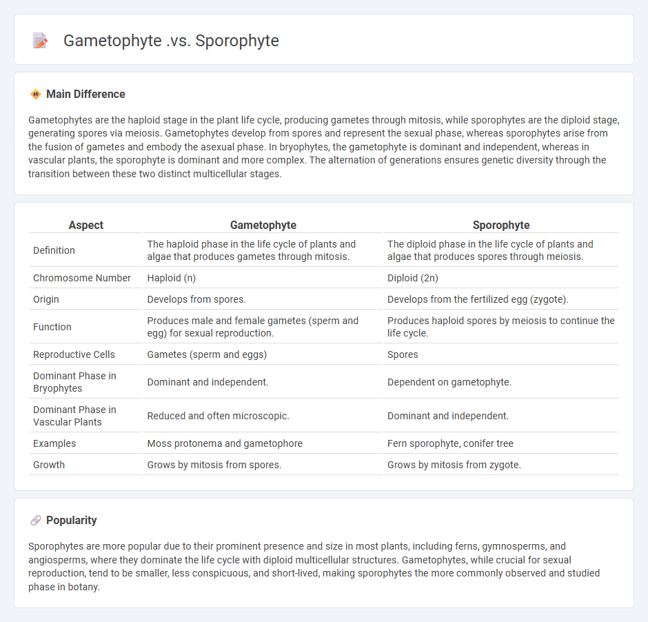 Gametophyte vs Sporophyte in Biology - Key Differences and Roles in Plant Life Cycles