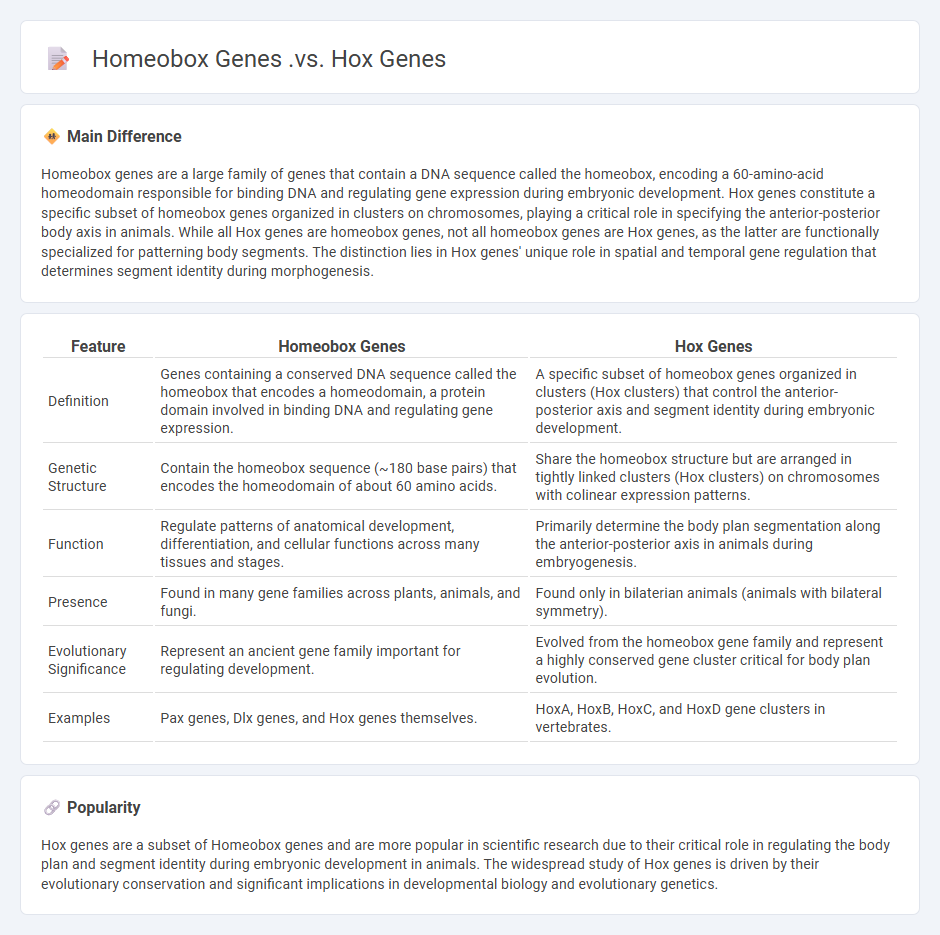 Homeobox Genes vs Hox Genes in Biology - Understanding Their Differences and Roles