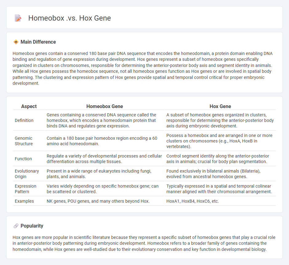 Homeobox vs Hox Genes in Biology - Understanding Their Roles and Differences